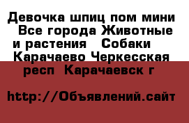 Девочка шпиц пом мини - Все города Животные и растения » Собаки   . Карачаево-Черкесская респ.,Карачаевск г.